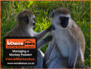 Managing a Monkey Problem: Effective Tips for KZN Homes