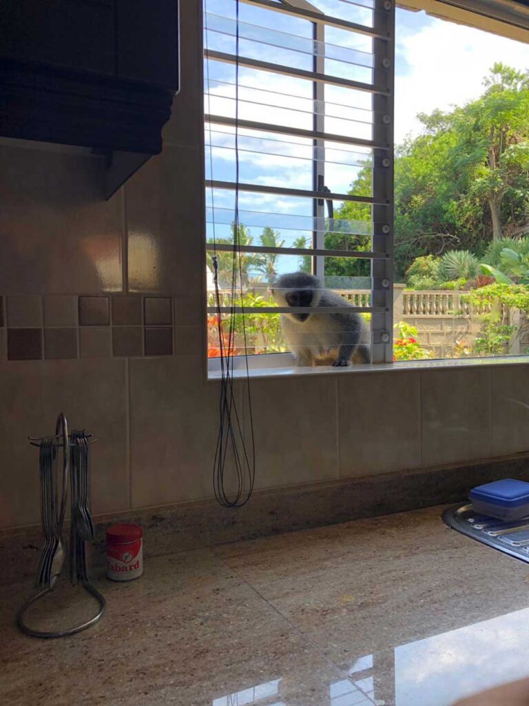 Excluding Vervet Monkeys: The Best Screens for KZN Homes