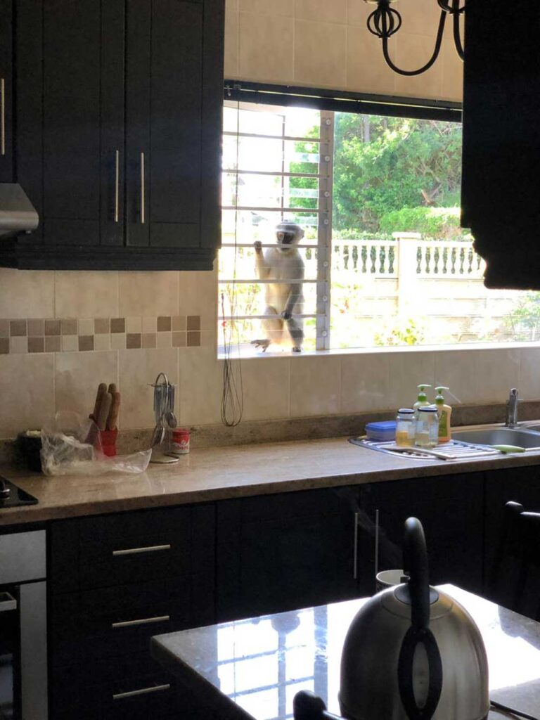 Durban Monkey Proofing: Stop Clever Primates For Good Now